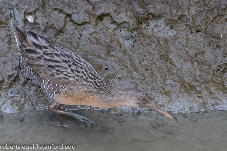 palo alto baylands